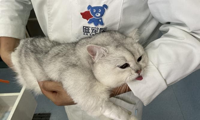 猫咪绝育后会发生哪些变化？术后护理需要注意什么？