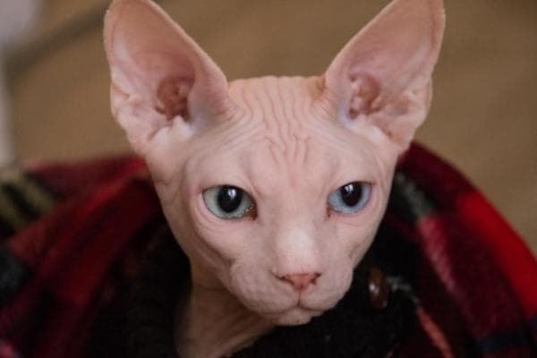 斯芬克斯猫的寿命 – 它们寿命长吗？