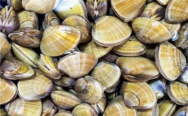 蛤蜊、毛蚶、蛏子、蚬子这几种海鲜，究竟有什么区别？