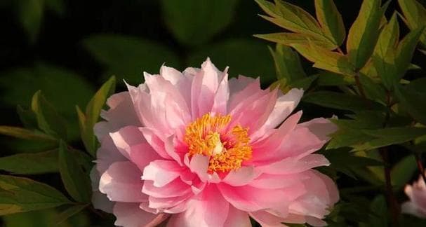 牡丹花的花语与寓意——花开富贵，寓意吉祥（探究牡丹花的独特花语和丰富寓意）