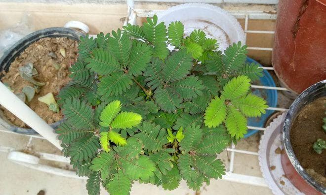 含羞草养殖完全指南：从种植到病虫害防治的全方位养护技巧