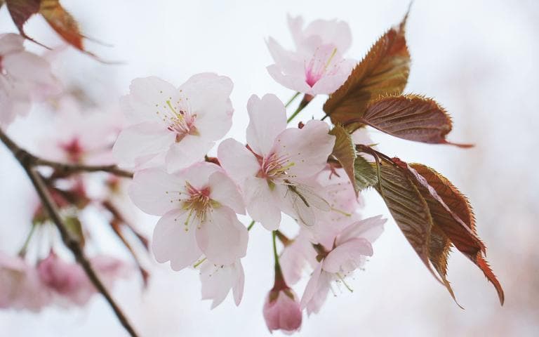 樱花的花语：从爱情到生命的多重寓意