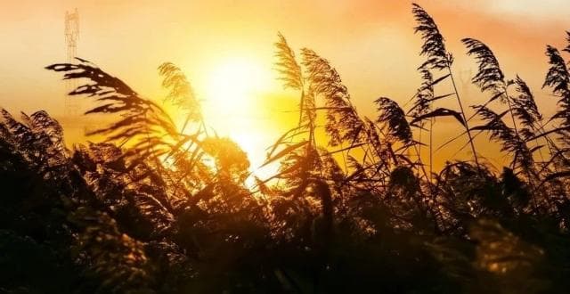 神经科基本功：后循环常见的解剖变异，你了解多少？