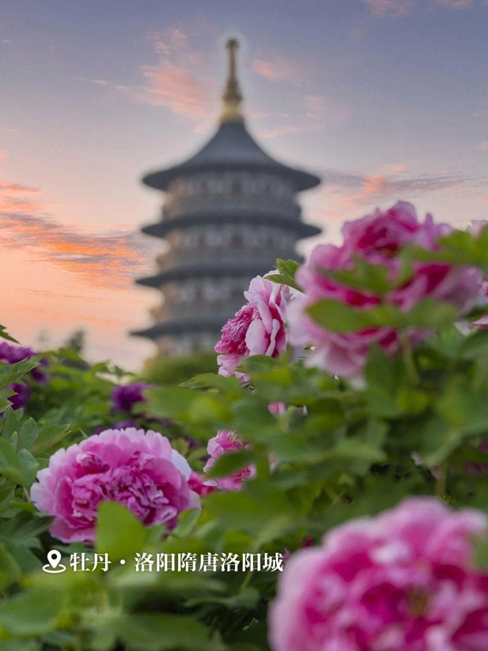 中国“国花”，你更pick哪一个！