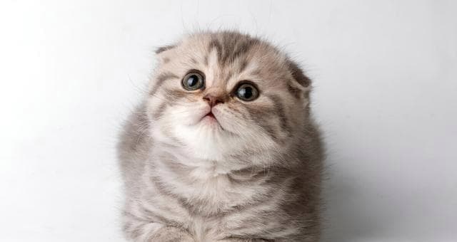 如何为你的小猫咪取一个好听的名字（从宠物性格、外貌、文化背景等方面入手）