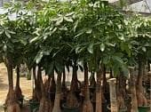 五福发财树：寓意吉祥的室内观赏植物