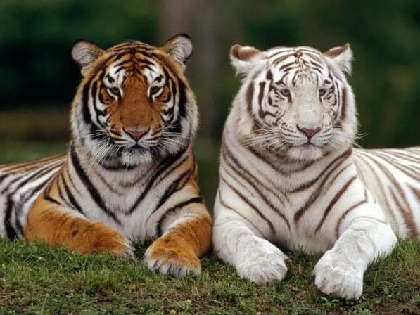 环保科普丨什么是生物多样性？如何加强保护？