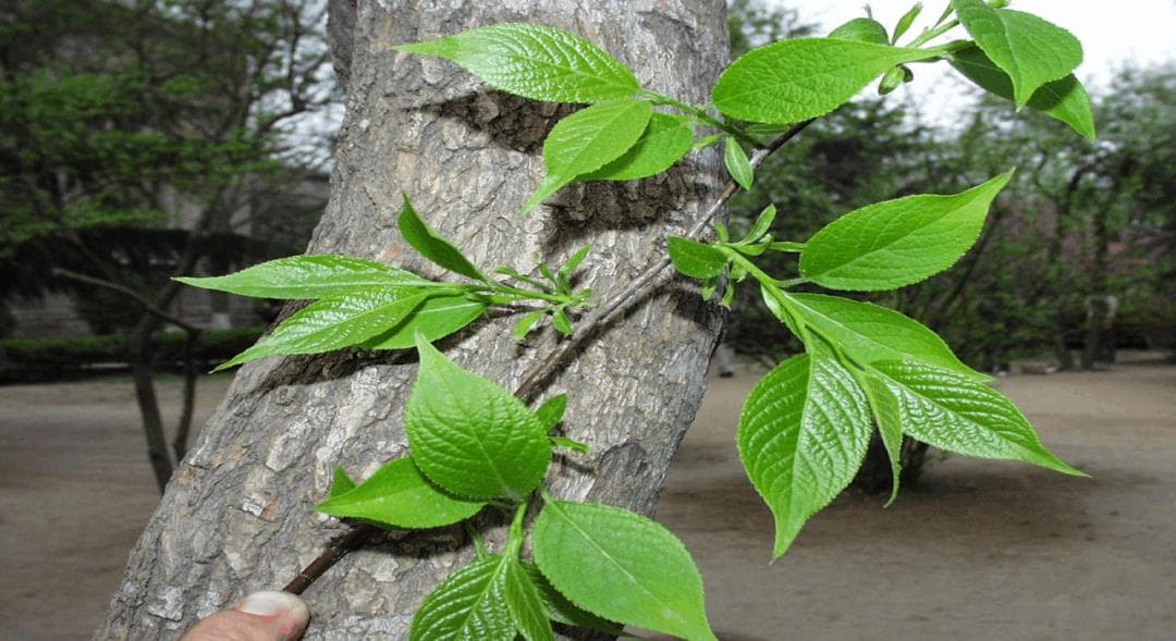 杜仲树全身是宝，叶子，花朵泡茶，树皮是中药材，树干做家具