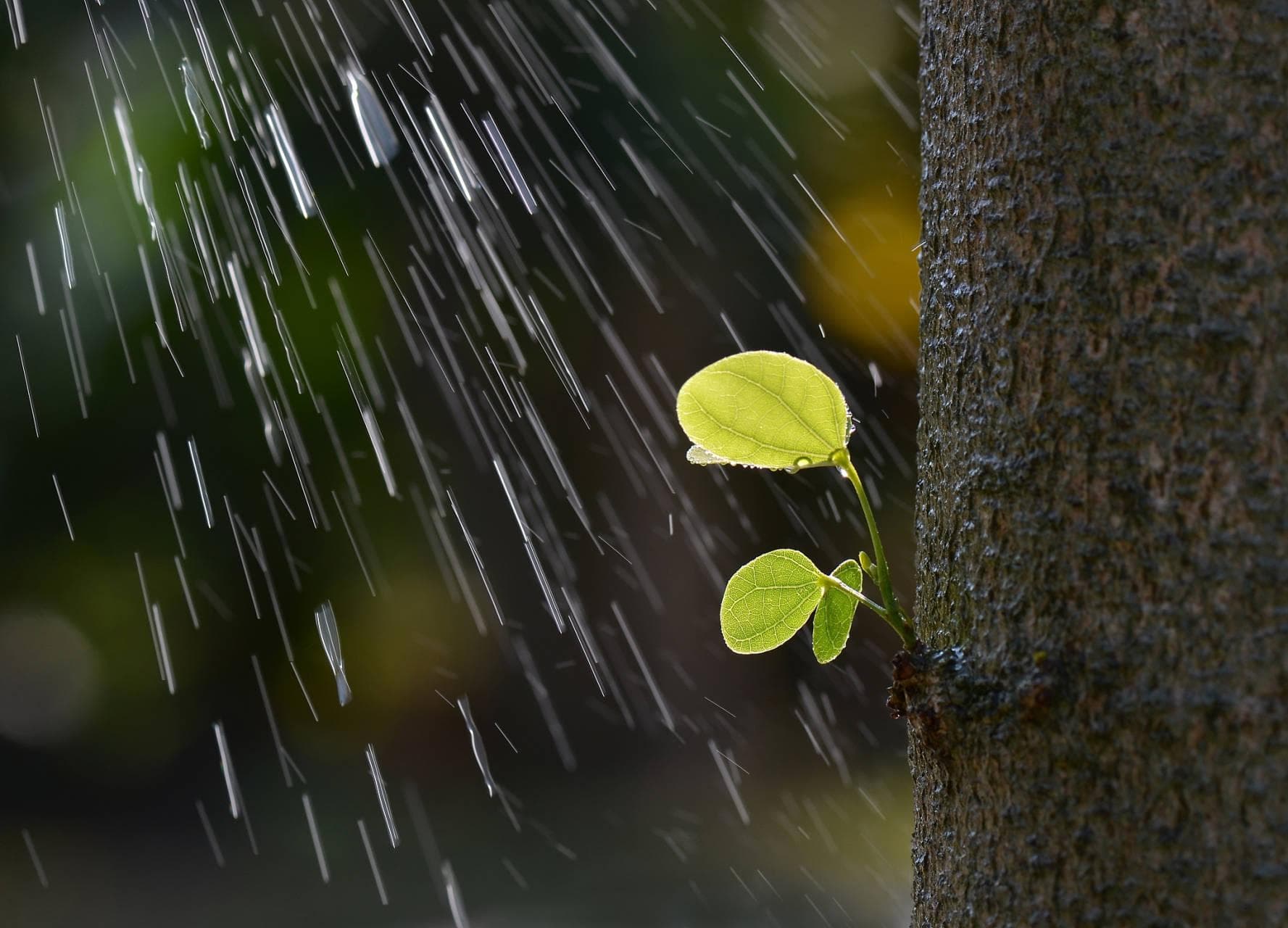 如何拍出美丽的雨丝：从设备到后期的全方位摄影指南