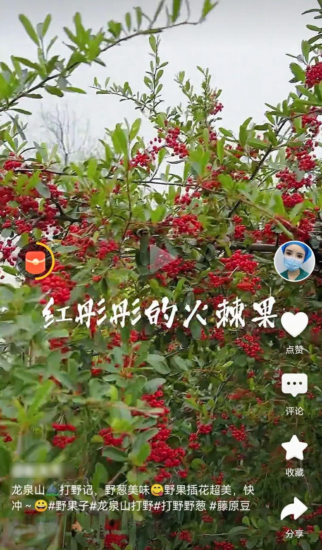 龙泉山上挖野葱？“灭绝式打野”要不得！