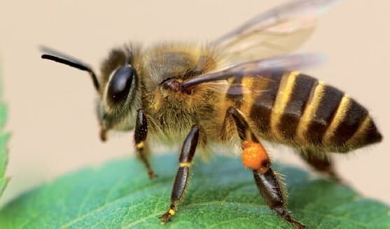 《生物多樣性學堂雜誌》「蜂」雲人勿