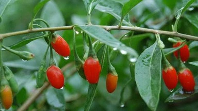 枸杞叶子的功效与作用、禁忌和食用方法