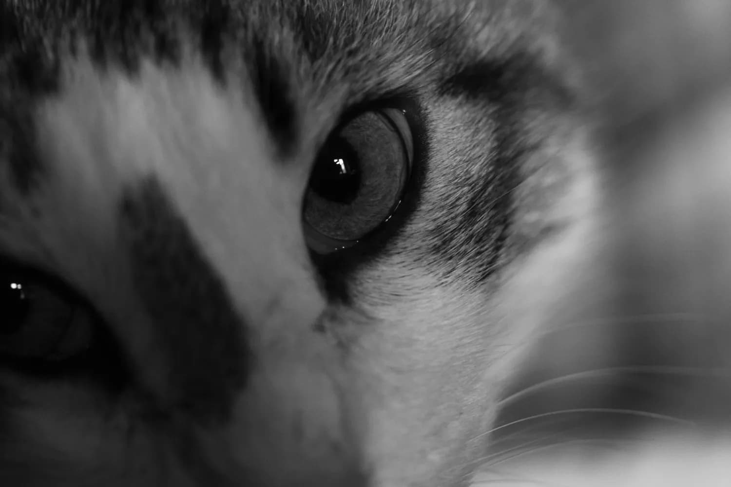 《流浪地球2》上映，猫眼APP购票攻略
