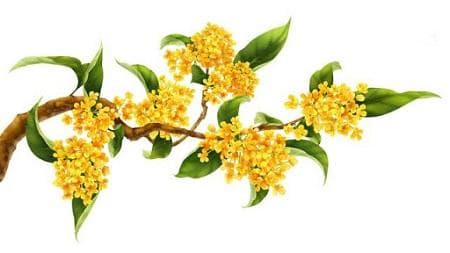 桂花精油：从提取到应用的全面解析