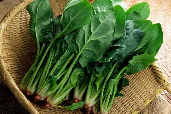 菠菜：从营养到种植的全方位指南