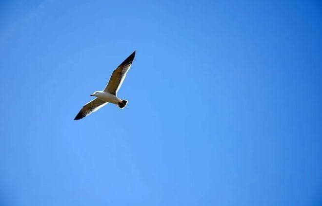 鸥形目的成员：特征、繁殖与食物。