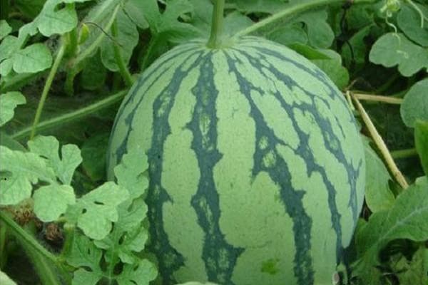 西瓜什么时候种植最好？从播种到采收的全程技术指南