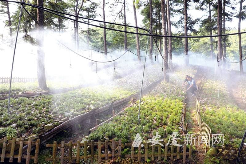 潜山市积极探索林下经济发展新路径，走出一条绿色发展新路