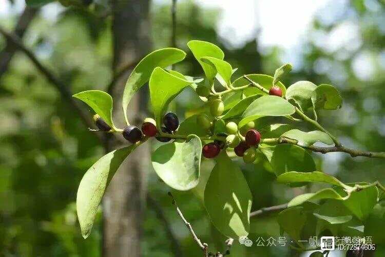 寄生藤：一种独特的檀香科半寄生植物