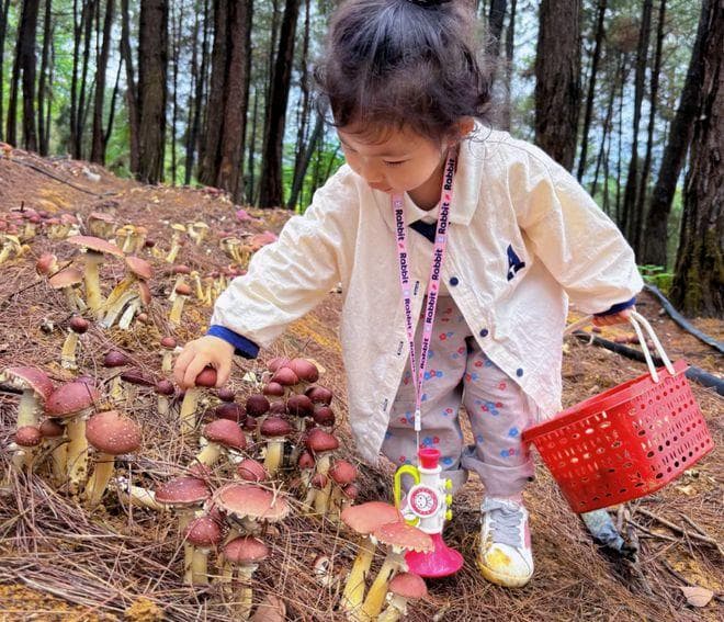 春天采蘑菇，江西常见的8种可食用野生蘑菇，你都认识吗？