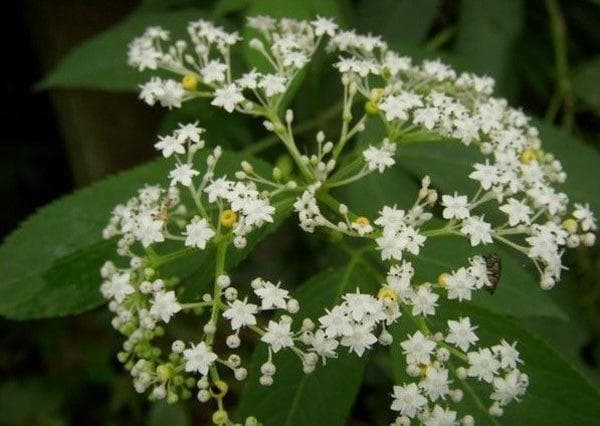 七叶莲养殖方法与功效：一种兼具观赏和药用价值的植物