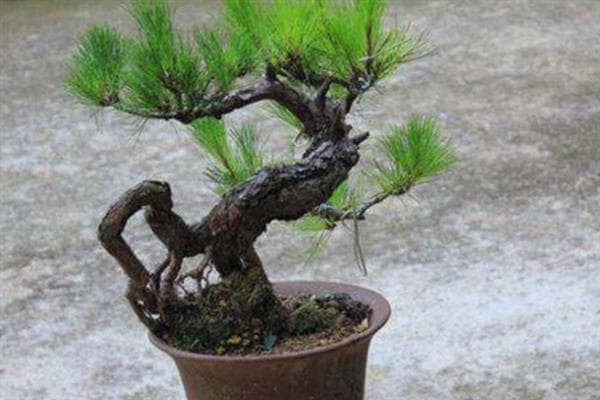 松树下山桩如何保活，根部要保证完整