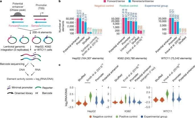 Nature：利用lentiMPRA技术解锁基因表达的秘密
