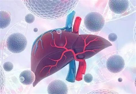 温州医科大学附属第一医院陈钢团队揭示肠道益生菌-粪肠球菌增敏肝癌靶向治疗新机制