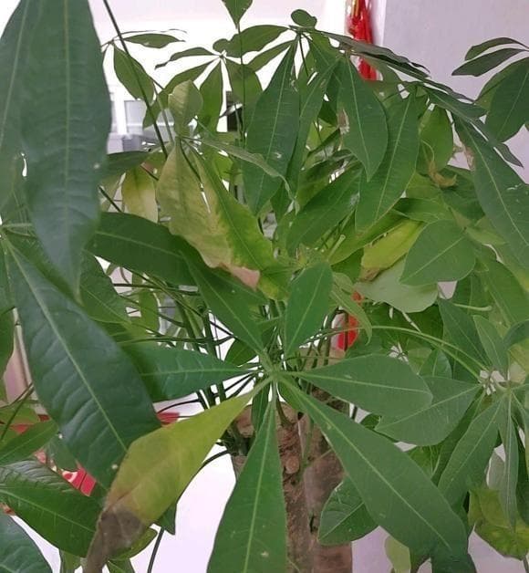 发财树能光照吗（发财树全程阴养，多喷水，别晒太阳，基本不会死）