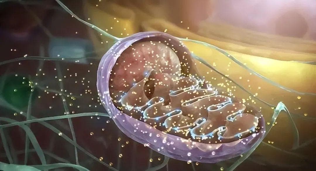 苏州大学团队发现IMT1：靶向线粒体功能的新型结直肠癌抑制剂