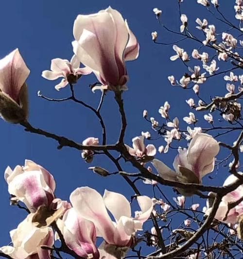 单生花的象征意义：孤独之美与独立精神