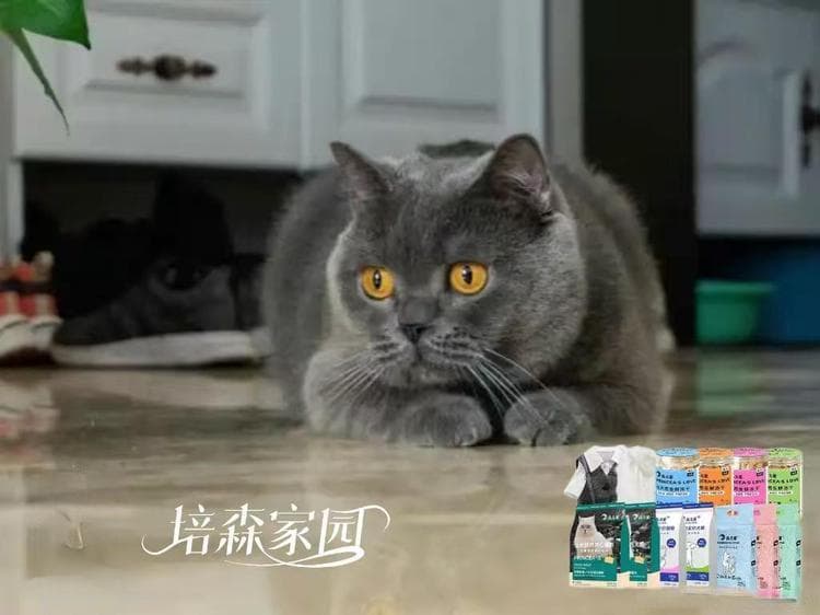 猫咪乱尿屡教不改！到底是为什么？