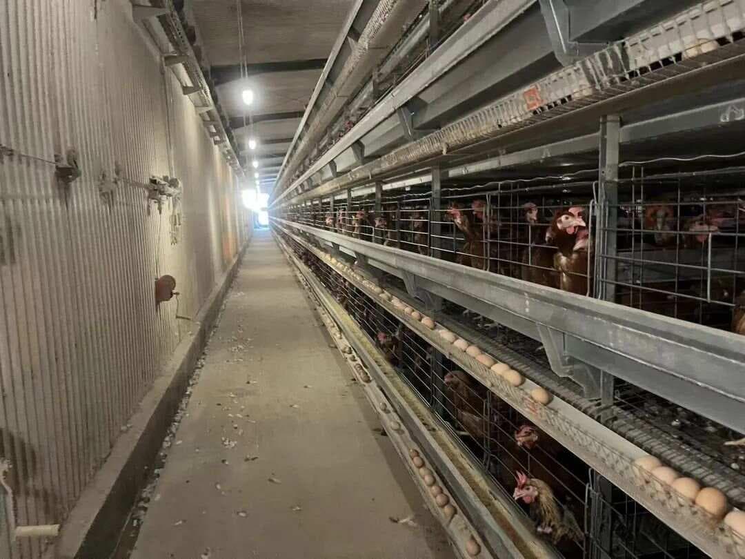 更多蛋鸡养殖场使用饮水免疫的原因！