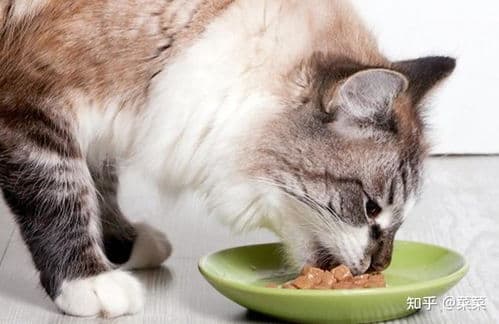 猫咪健康，食欲不振。