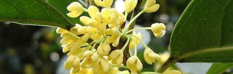家里可以种桂花吗？（从品种选择到养护技巧，全方位指南！）