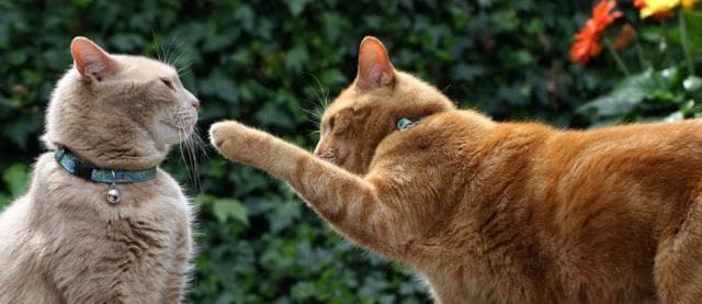 猫咪频繁打架如何解决？有效防止猫咪争斗的方法是什么？