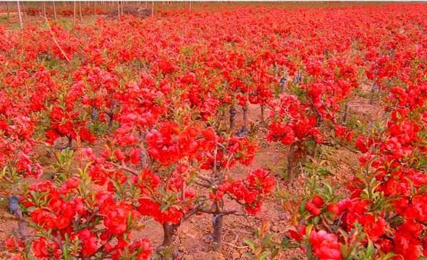 日本海棠花什么时候嫁接最好
