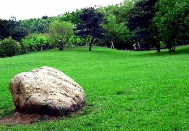 草坪的生态价值：从固定表土到改善小气候