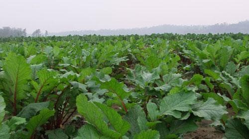 萝卜叶的功效与作用、禁忌和食用方法