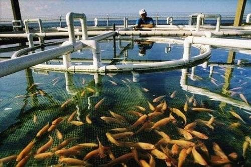 鱼类免疫接种的常见方法及注意事项