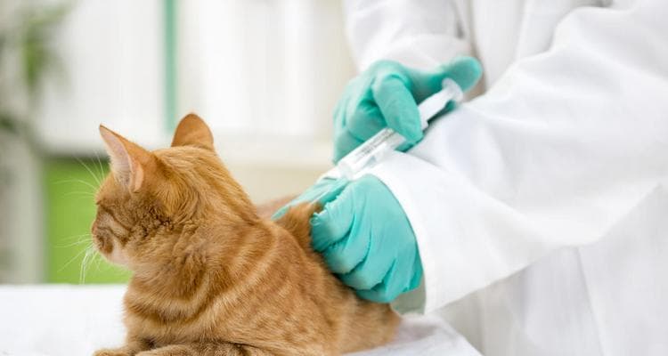 兽医照顾小猫的方式有哪些？如何确保小猫健康快乐成长？