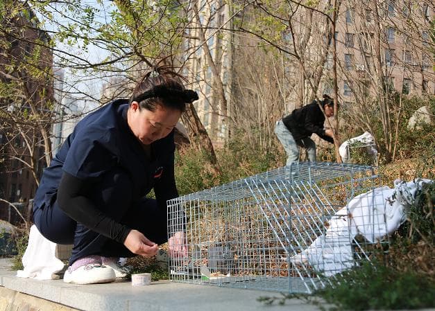 针对流浪猫的“TNR”方案启动！首批7只猫被成功抓捕