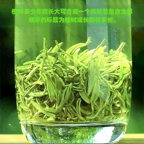 槐树成长期有多长：从播种到成熟的全过程