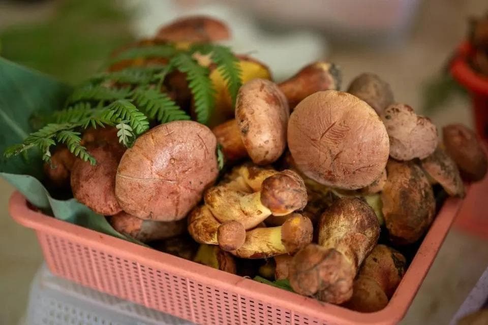 全国首个！云南楚雄出台野生菌保护利用管理办法