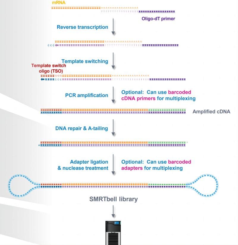 PacBio Iso-Seq三代测序数据分析流程详解