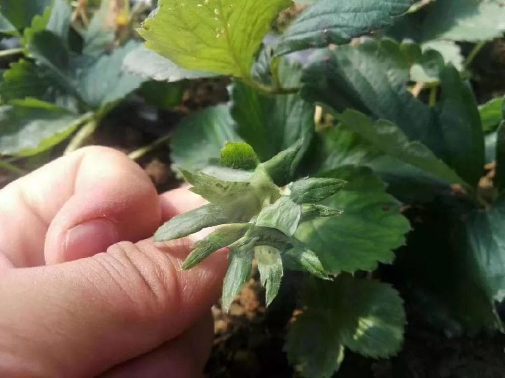 草莓现蕾期管理要点：从温度到授粉的全方位指南
