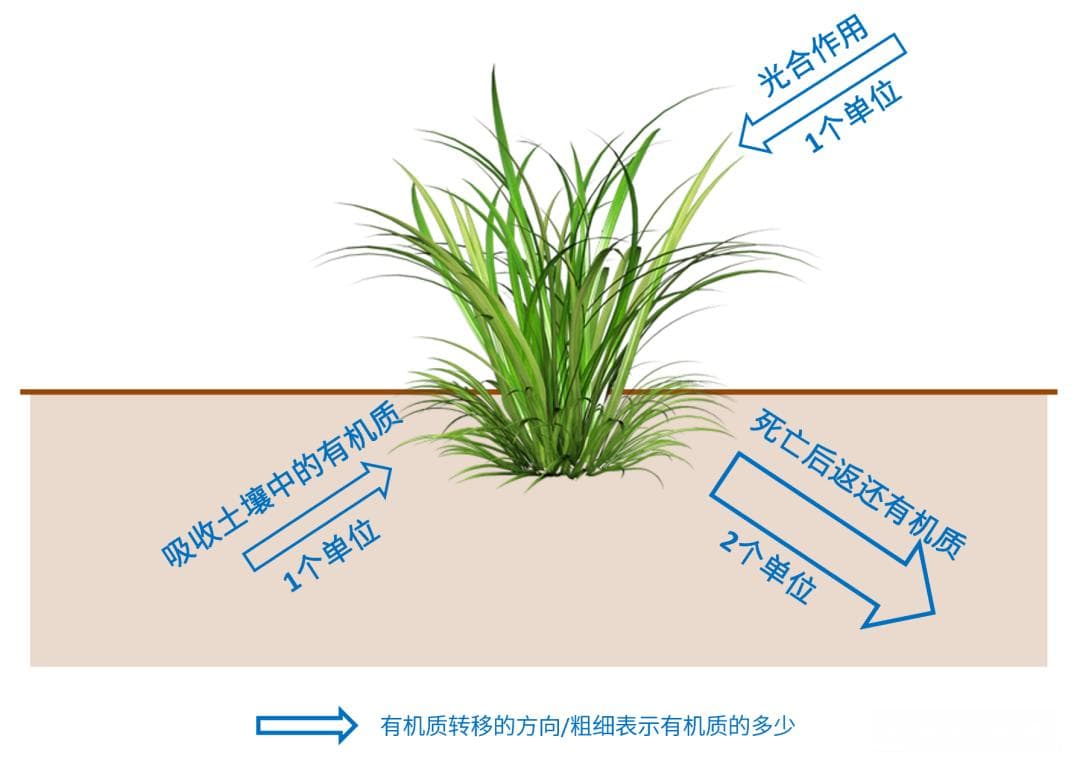 休耕，是如何提高土壤肥力的？