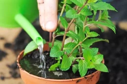薄荷种植指南：深盆浅盆怎么选？一盆种几株最合适？