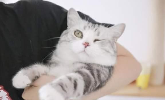 猫咪爱抱抱，寻求温暖与安全感。