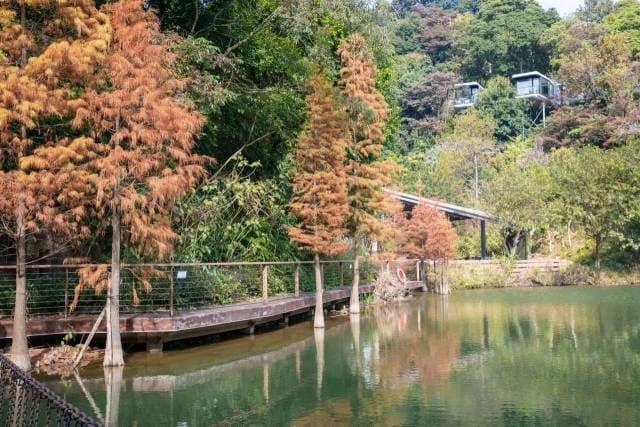 3月春游来广州从化，看樱花、桃花 、油菜花……